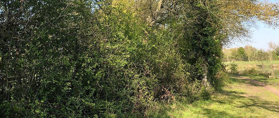 La haie bocagère, une protection naturelle et essentielle