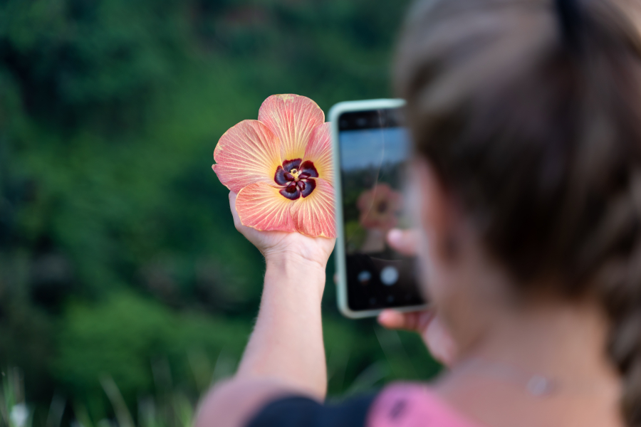 woman-taking-picture-with-her-mobile-phone-flower-she-is-holding-her-hand